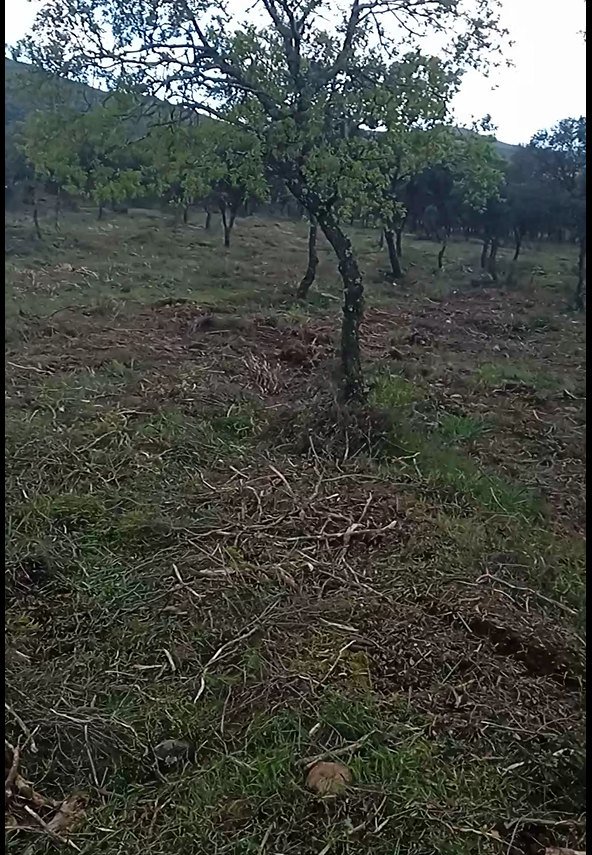 Terreno de encinas desbrozado, con los restos triturados sobre el suelo