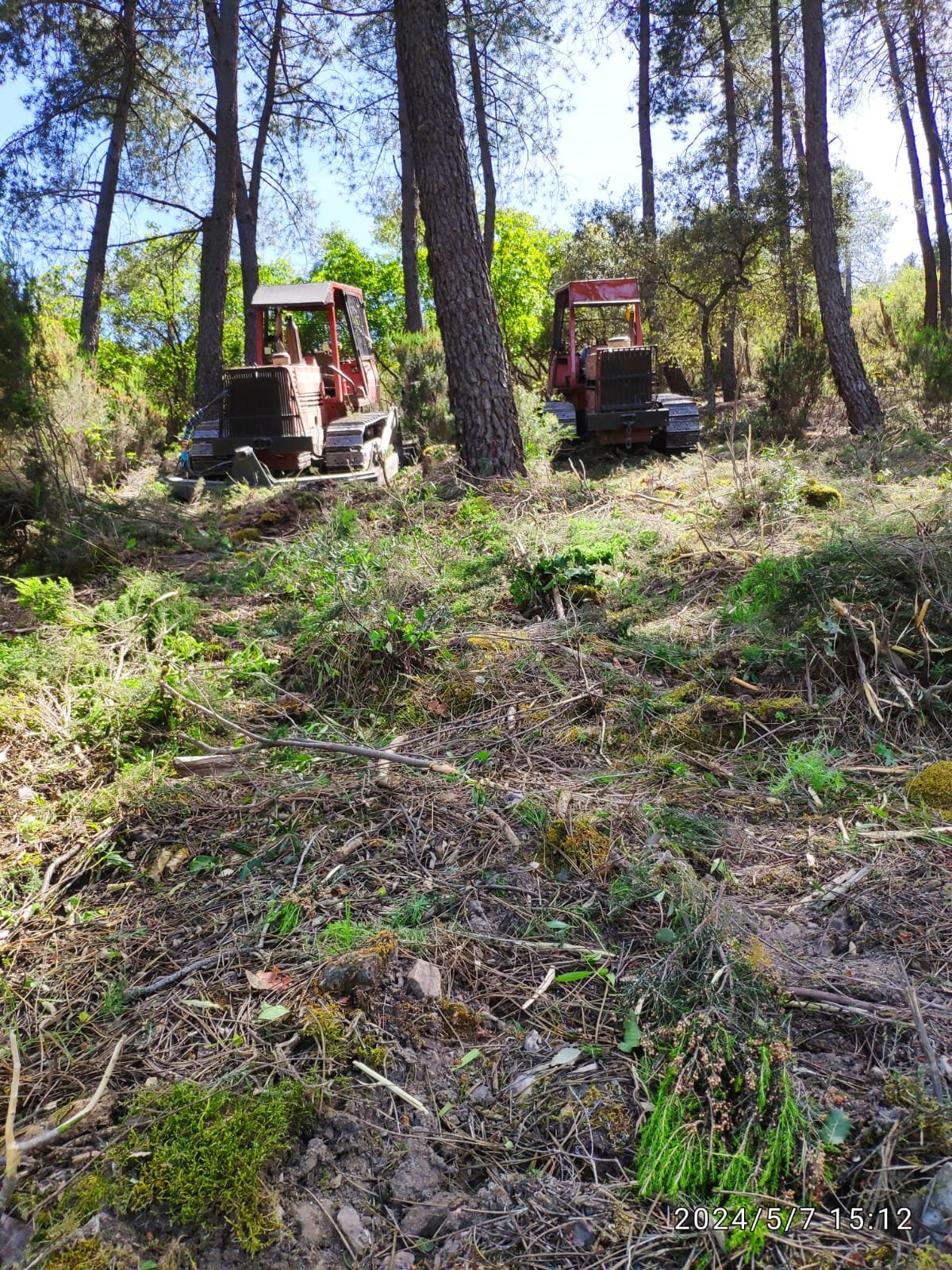 Dos tractores oruga trabajando entre pinos tras desbrozar la ladera